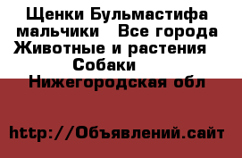 Щенки Бульмастифа мальчики - Все города Животные и растения » Собаки   . Нижегородская обл.